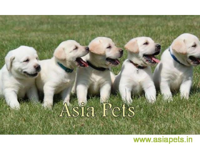 Beagle,Rottweiler,Labrador,Golden retriever,German shepherd,Pugs puppy for sale
