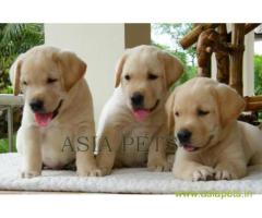 Labrador puppies for sale delhi, Labrador pups for sale in delhi