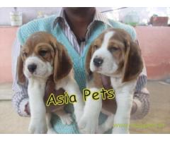 Beagle Puppies For Sale in Delhi, Beagle Puppies Price in Delhi