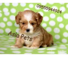 Lhasa apso Puppies For Sale in Delhi, Lhasa apso Puppies Price in Delhi