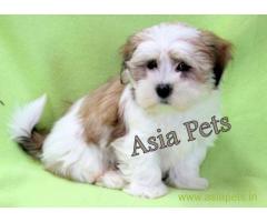 Lhasa apso puppy price in thane, Lhasa apso puppy for sale in thane