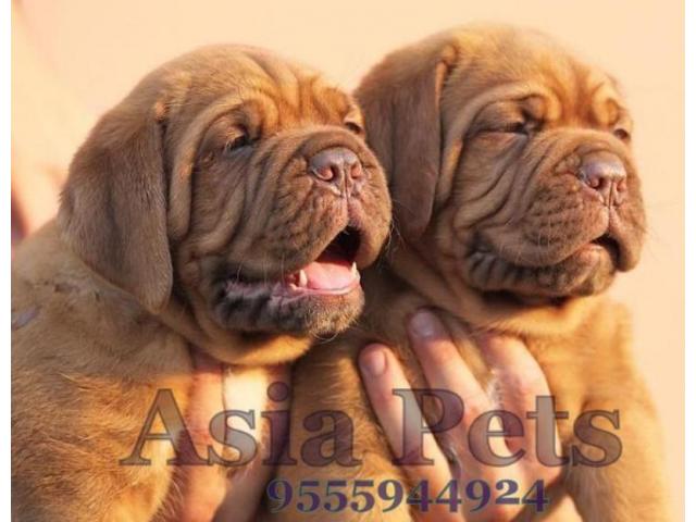 French Mastiff pups price in agra,French Mastiff pups for sale in agra