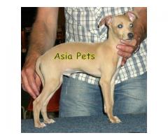 Greyhound puppy price in agra,Greyhound puppy for sale in agra