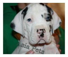 Harlequin great dane puppy price in agra,Harlequin great dane puppy for sale in agra