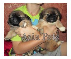 Pekingese puppy price in agra,Pekingese puppy for sale in agra