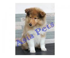 Rough collie puppy price in agra,Rough collie puppy for sale in agra