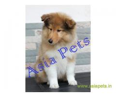 Rough collie puppy price in thane, Rough collie puppy for sale in thane