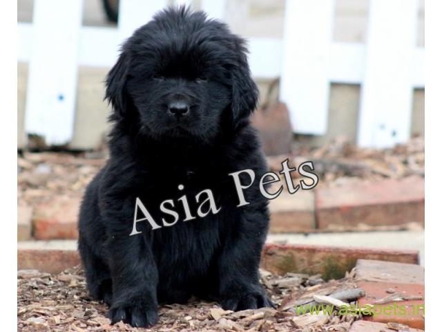 Newfoundland puppies price in patna, Newfoundland puppies for sale in patna