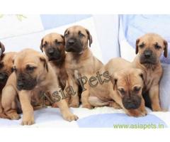 Great dane puppies price in Noida, Great dane puppies for sale in Noida