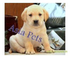 Labrador puppies price in Noida, Labrador puppies for sale in Noida