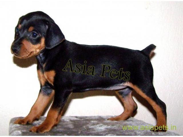 Miniature pinscher puppies price in Noida, Miniature pinscher puppies for sale in Noida