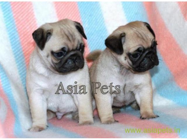 Pug puppies price in Noida, Pug puppies for sale in Noida