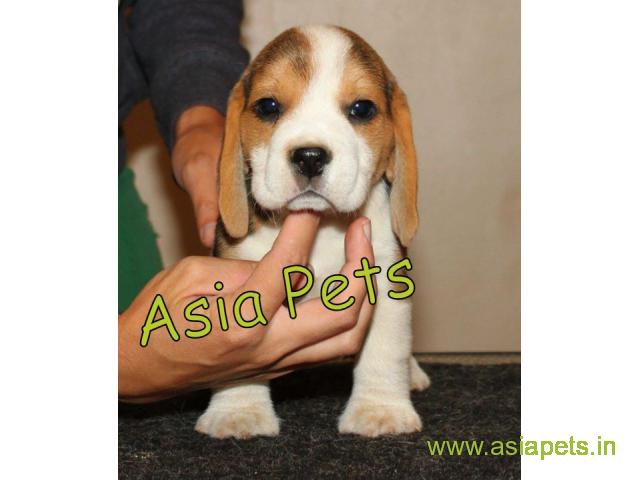 Beagle puppies price in Nagpur, Beagle puppies for sale in Nagpur