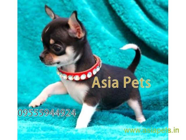 Chihuahua puppies  price in nashik, Chihuahua puppies  for sale in nashik