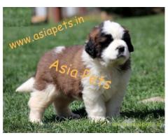 Saint bernard puppies  price in nashik, Saint bernard puppies  for sale in nashik