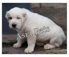 Alabai puppies  price in Lucknow, Alabai puppies  for sale in Lucknow