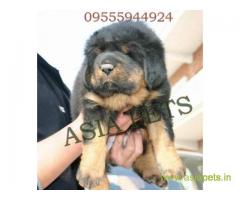 Tibetan mastiff puppies  price in lucknow, Tibetan mastiff puppies  for sale in lucknow