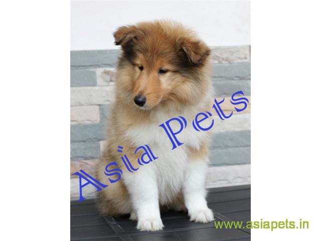 Rough collie puppies price in kochi, Rough collie puppies for sale in kochi