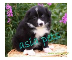Collie puppies price in kanpur, Collie puppies for sale in kanpur