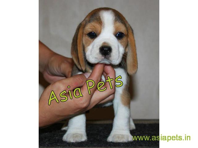 Beagle puppies price in Jodhpur , Beagle puppies for sale in Jodhpur