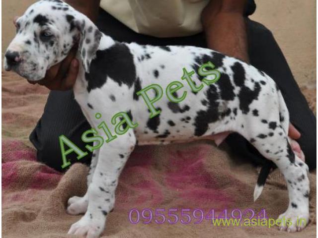 Harlequin great dane puppies  price in kanpur, Harlequin great dane puppies for sale in kanpur