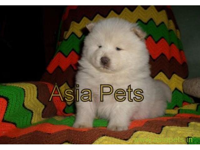 Chow chow puppies price in Jodhpur , Chow chow puppies for sale in Jodhpur