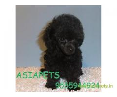 Poodle puppy price in Bhubaneswar , Poodle puppy for sale in Bhubaneswar