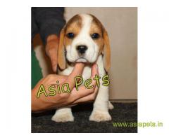 Beagle puppies price in Faridabad, Beagle puppies for sale in Faridabad