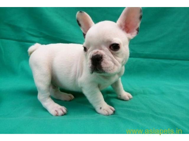 French Bulldog pups price in ghaziabad, French Bulldog pups for sale in ghaziabad