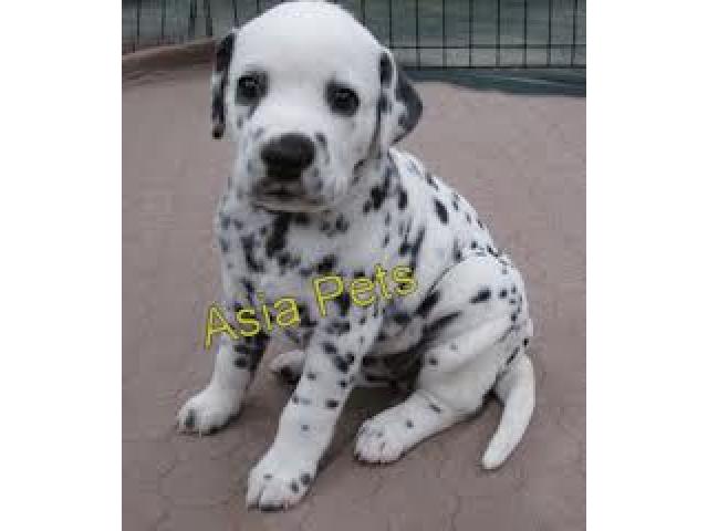 Dalmatian puppy price in Ahmedabad, Dalmatian puppy for sale in Ahmedabad,