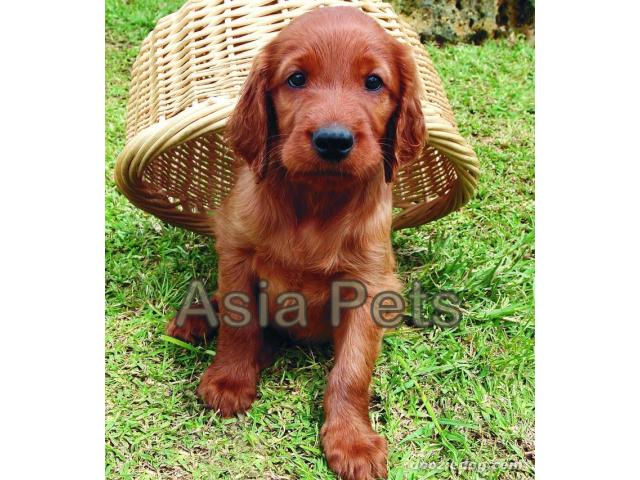 Irish setter puppy price in Ahmedabad, Irish setter puppy for sale in Ahmedabad,