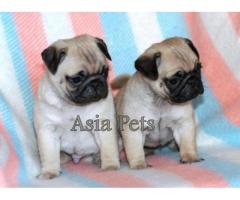 Pug puppy price in Bangalore, Pug puppy for sale in Bangalore