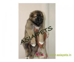 Cane corso puppies price in Hyderabad, Cane corso puppies for sale in Hyderabad