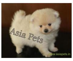 Pomeranian pups price in hyderabad, Pomeranian pups for sale in hyderabad
