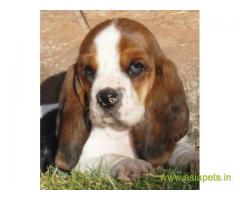 Basset hound puppies price in Indore, Basset hound puppies for sale in Indore