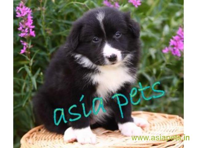 Collie puppies price in Indore, Collie puppies for sale in Indore