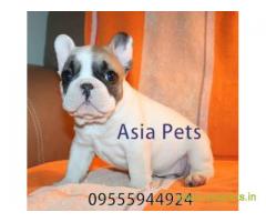 French Bulldog puppies price in Indore, French Bulldog puppies for sale in Indore