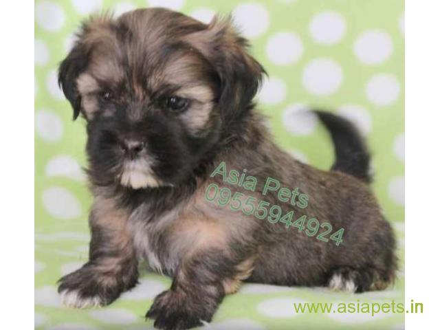 Lhasa apso puppies price in Indore, Lhasa apso puppies for sale in Indore