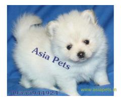 Pomeranian puppies price in Indore, Pomeranian puppies for sale in Indore