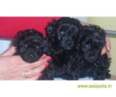Poodle puppies price in Indore, Poodle puppies for sale in Indore