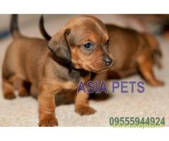 Dachshund puppies price in jaipur, Dachshund puppies for sale in jaipur