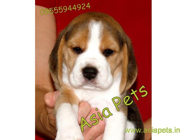 Beagle pups price in Ranchi, Beagle pups for sale in Ranchi