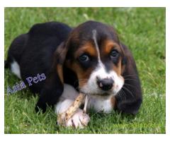 Basset hound pups price in Ranchi, Basset hound pups for sale in Ranchi