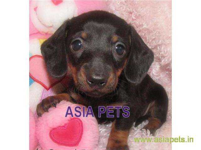 Dachshund pups price in Ranchi, Dachshund pups for sale in Ranchi
