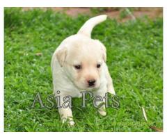 Labrador pups price in Ranchi, Labrador pups for sale in Ranchi