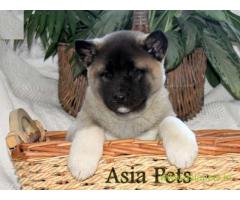 Akita puppies price in Ranchi, Akita puppies for sale in Ranchi