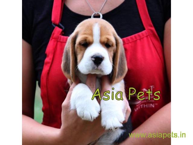 Beagle puppies price in Ranchi, Beagle puppies for sale in Ranchi