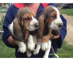 Basset hound puppies price in Ranchi, Basset hound puppies for sale in Ranchi