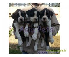 Boxer pups price in kanpur, Boxer pups for sale in kanpur