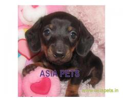 Dachshund pups price in kanpur, Dachshund pups for sale in kanpur